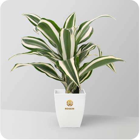 دراسنا بهترین گیاه برای تصفیه هوا