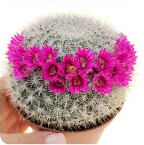 بهترین کاکتوس های گلدار برای رشد در خانه